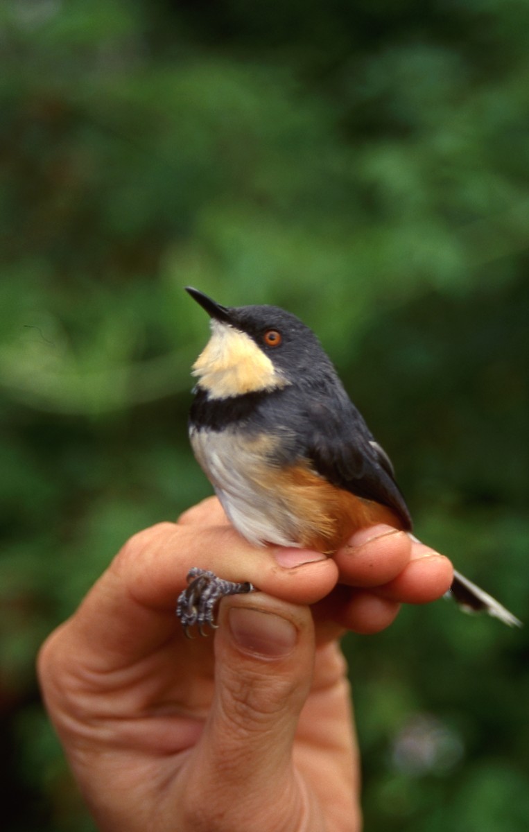 Black-collared Apalis - ML632963994