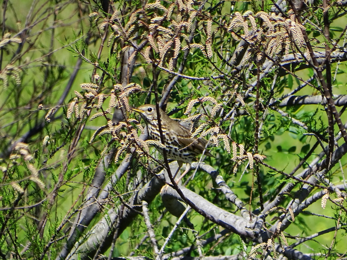 Song Thrush - ML632964003