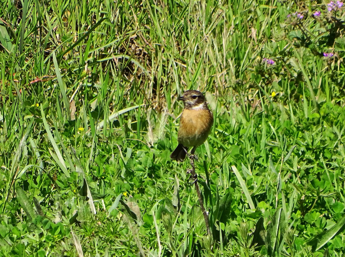 European Stonechat - ML632964008