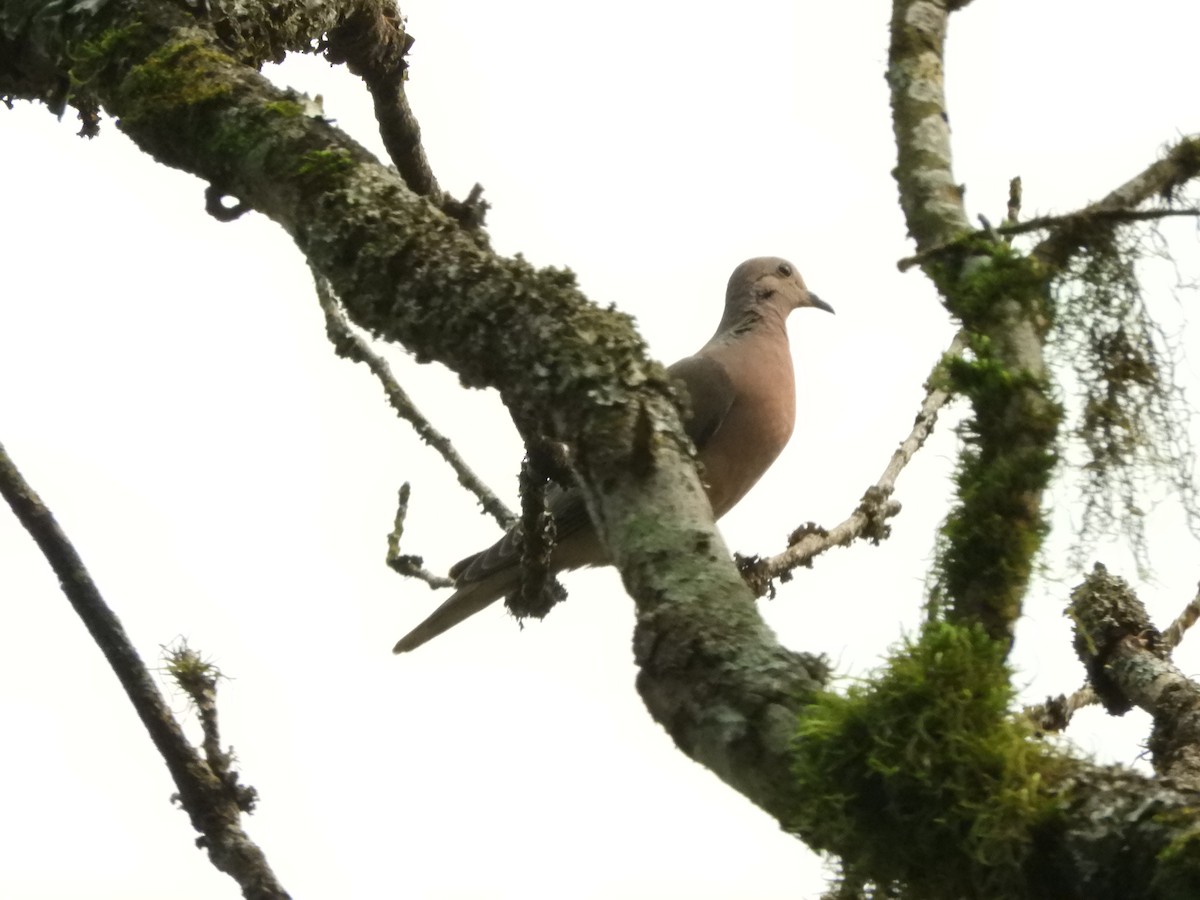 Eared Dove - ML632964125