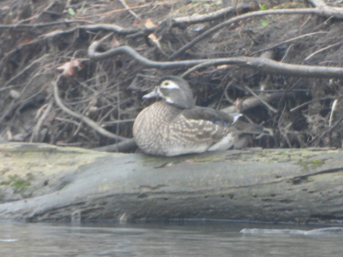 Canard branchu - ML632964210