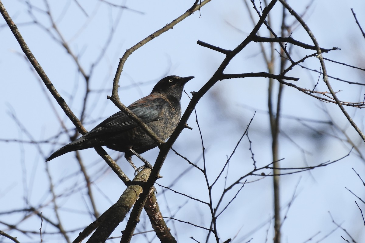 Rusty Blackbird - ML632964242