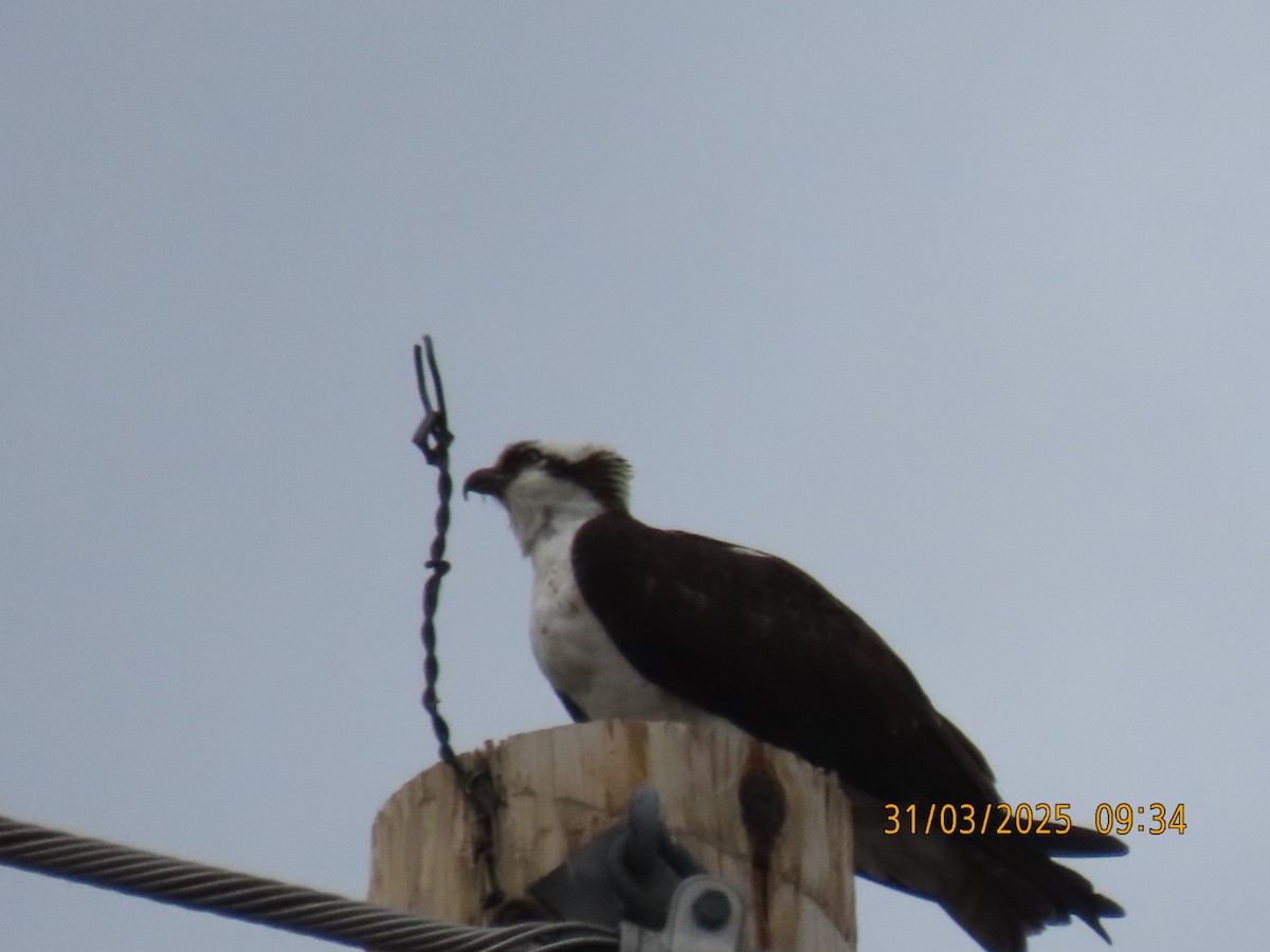 Osprey - ML632964279