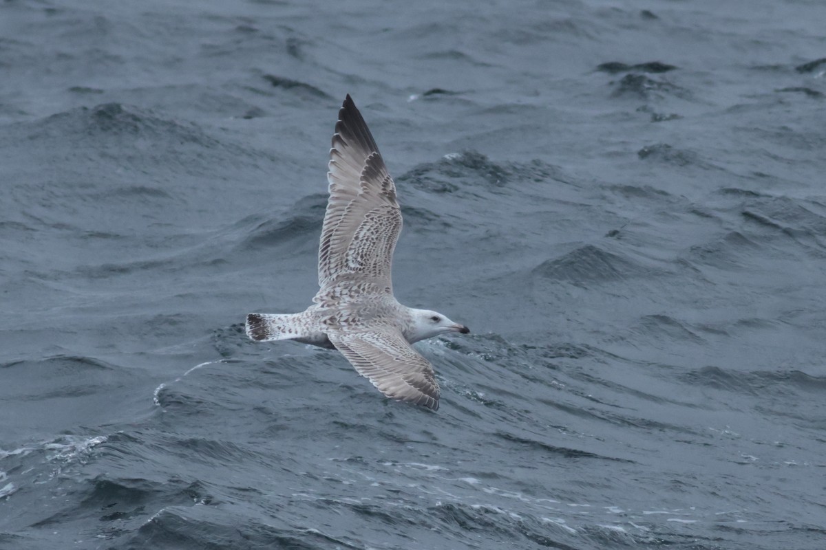 American Herring x Great Black-backed Gull (hybrid) - ML632964281