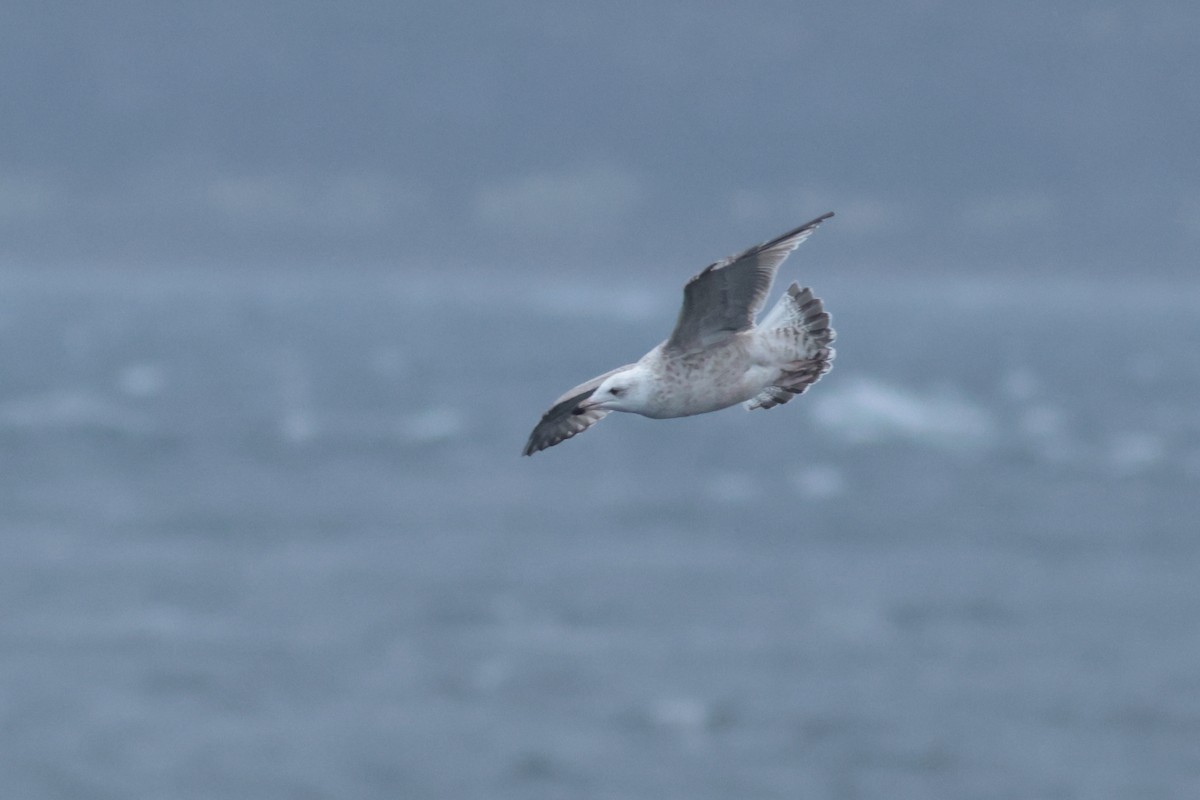 American Herring x Great Black-backed Gull (hybrid) - ML632964282