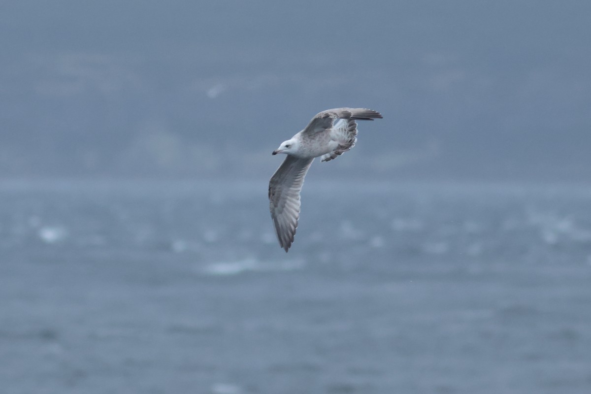American Herring x Great Black-backed Gull (hybrid) - ML632964283