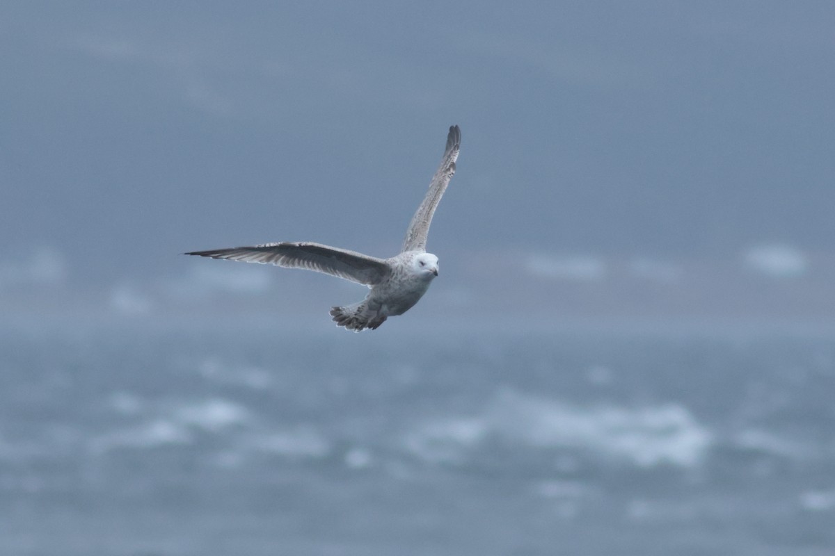 American Herring x Great Black-backed Gull (hybrid) - ML632964284