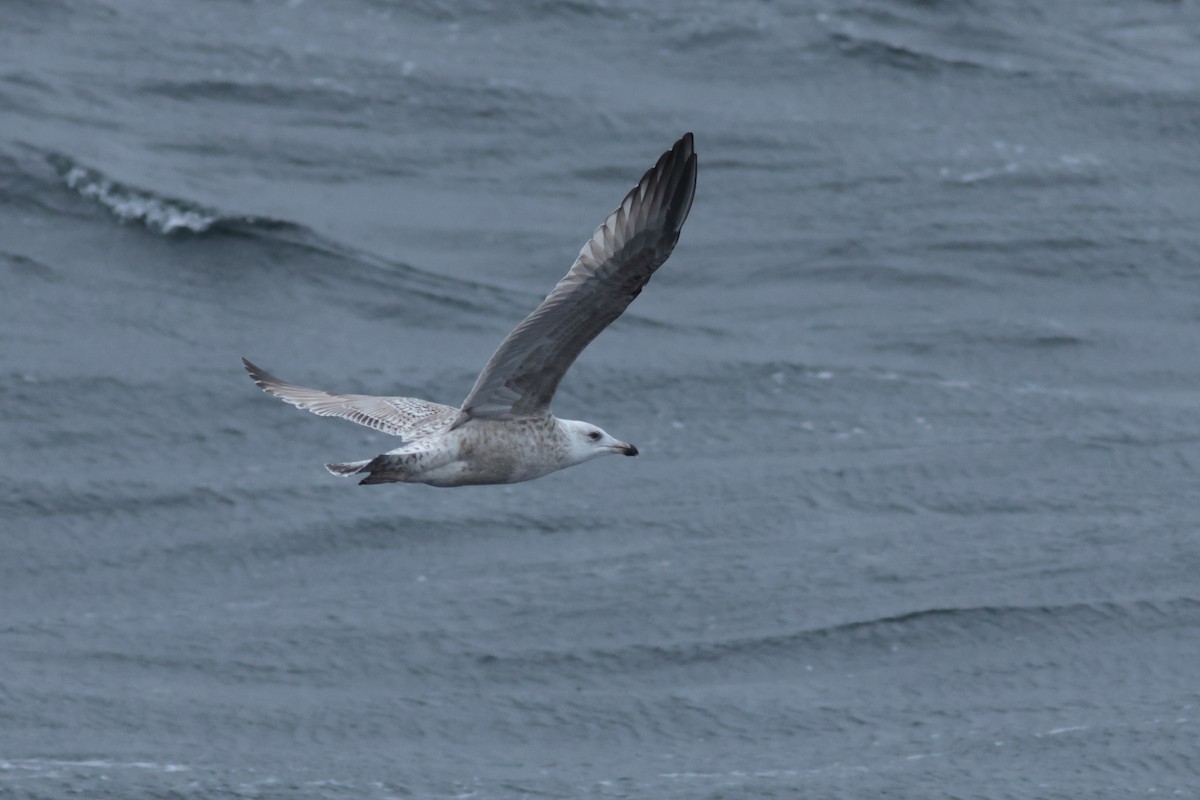 American Herring x Great Black-backed Gull (hybrid) - ML632964285