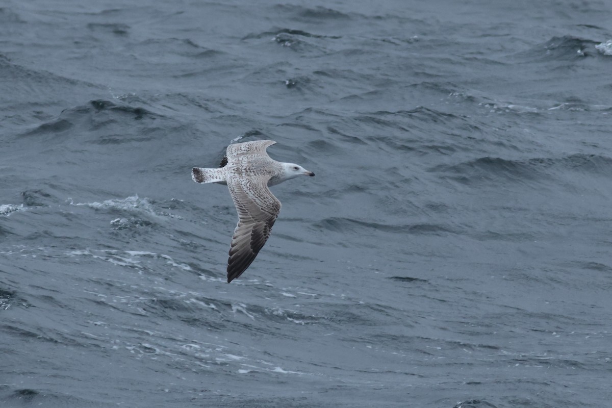 American Herring x Great Black-backed Gull (hybrid) - ML632964286