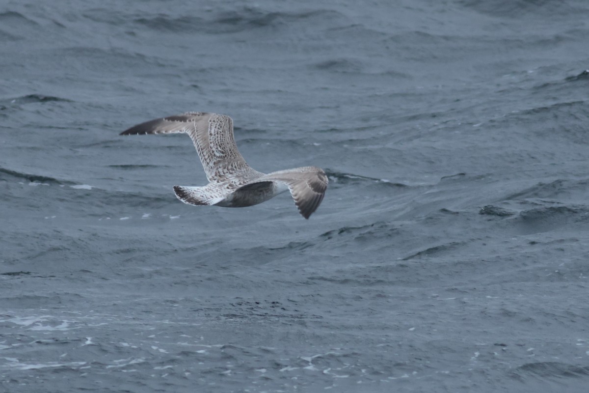 American Herring x Great Black-backed Gull (hybrid) - ML632964287