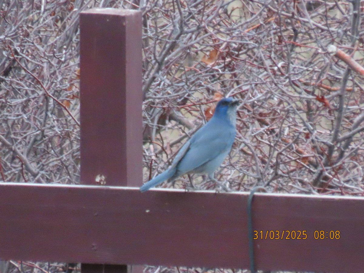 Pinyon Jay - ML632964298