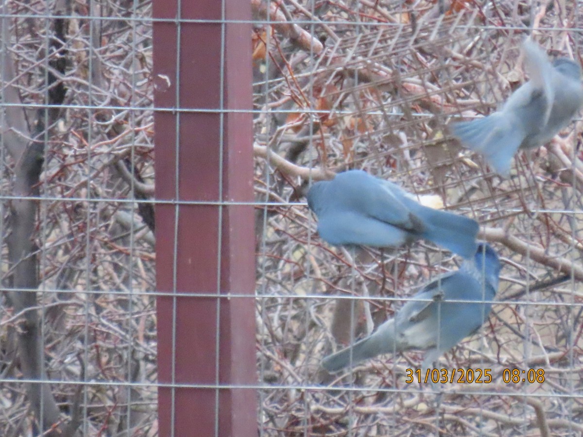 Pinyon Jay - ML632964299