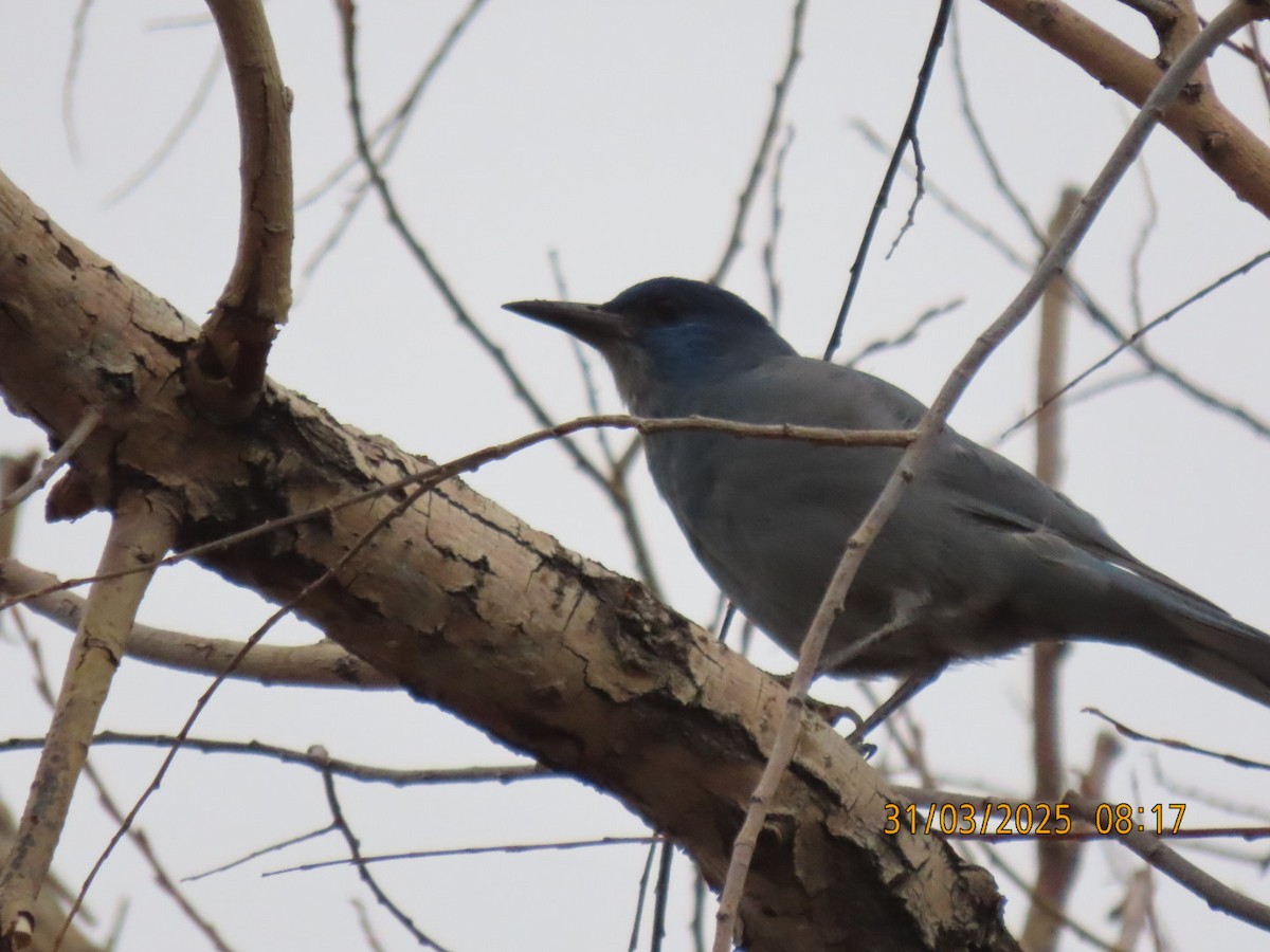 Pinyon Jay - ML632964300