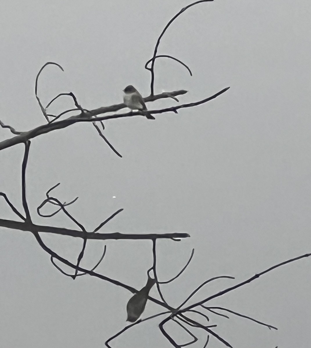 Eastern Phoebe - ML632964408