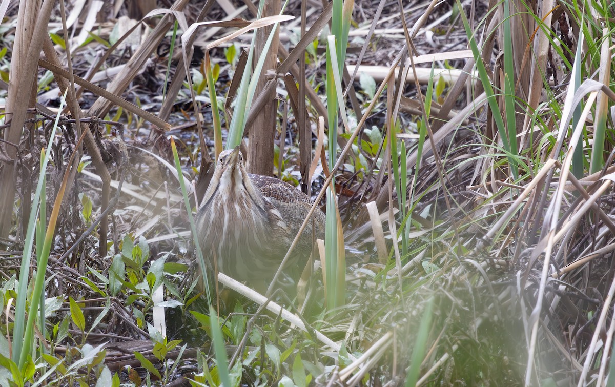 American Bittern - ML632964455