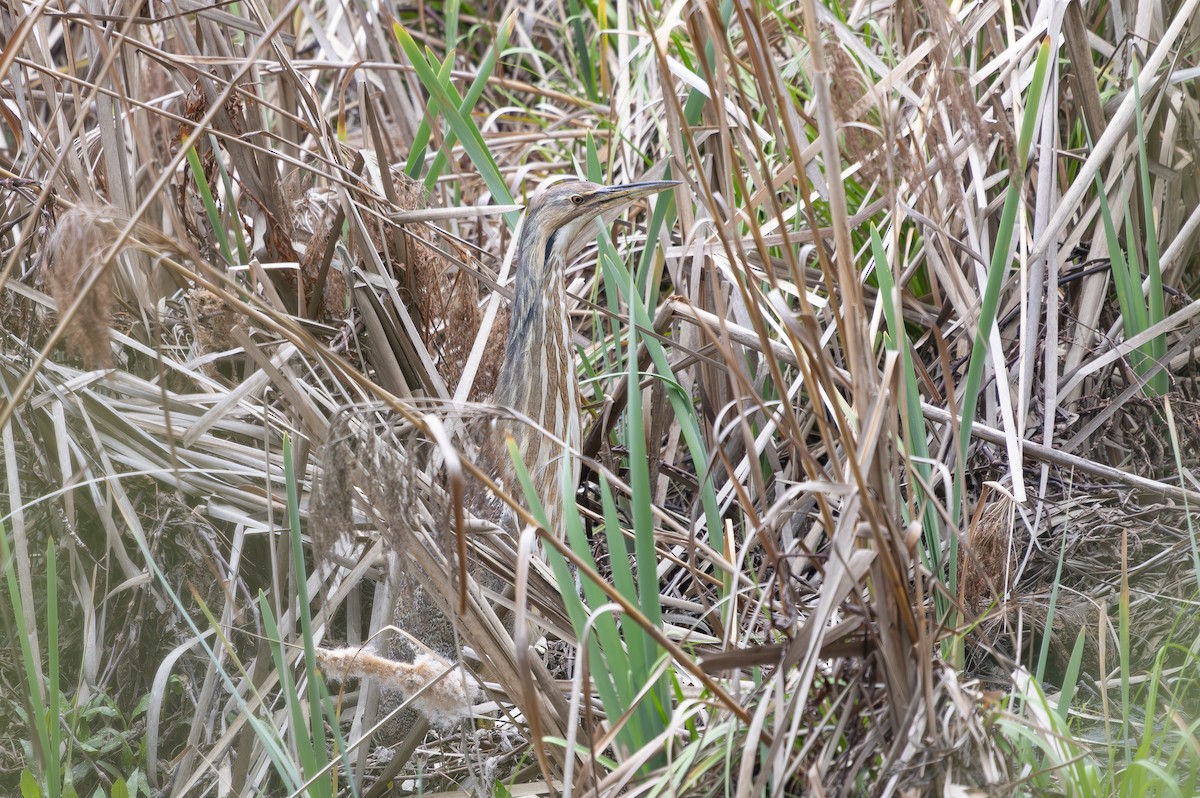 American Bittern - ML632964456
