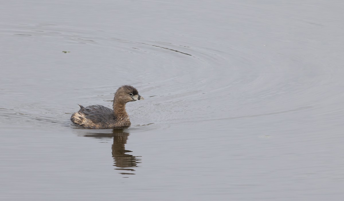 Pied-billed Grebe - ML632964461