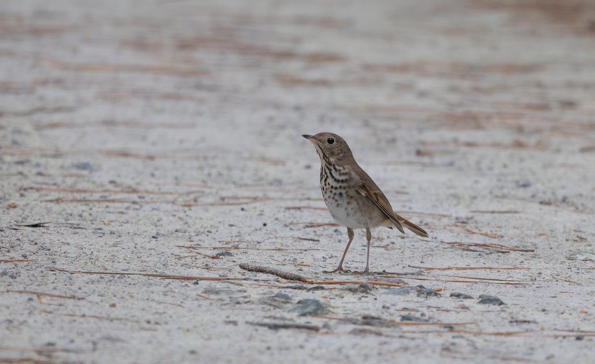 Hermit Thrush - ML632964471