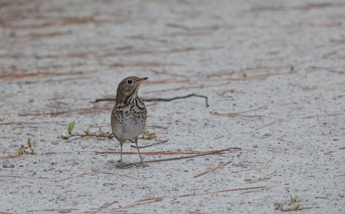 Hermit Thrush - ML632964472