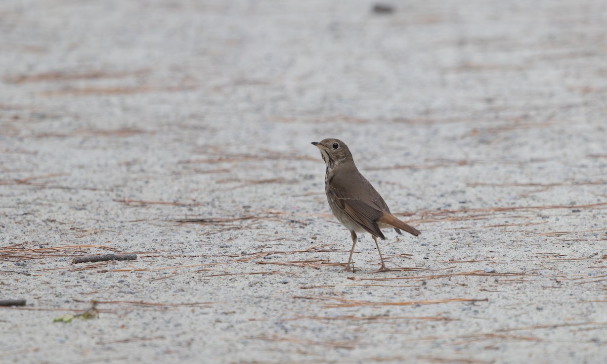 Hermit Thrush - ML632964473