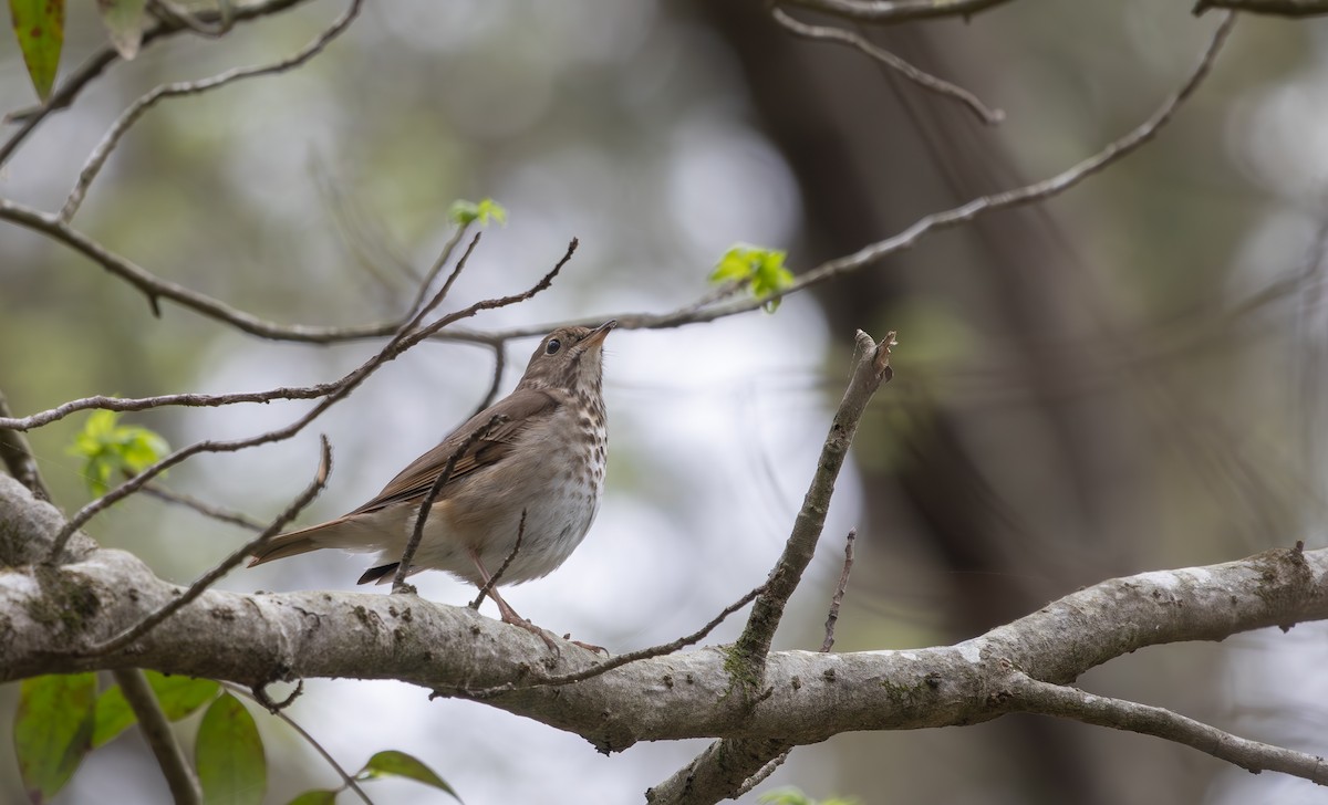 Hermit Thrush - ML632964474