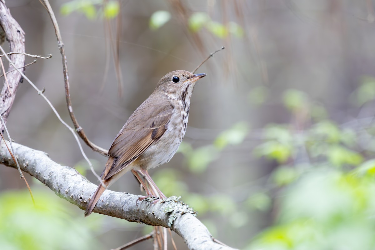 Hermit Thrush - ML632964475