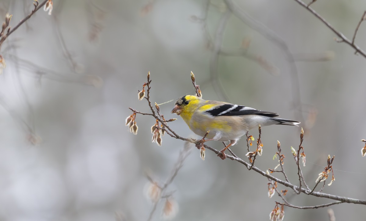 American Goldfinch - ML632964479