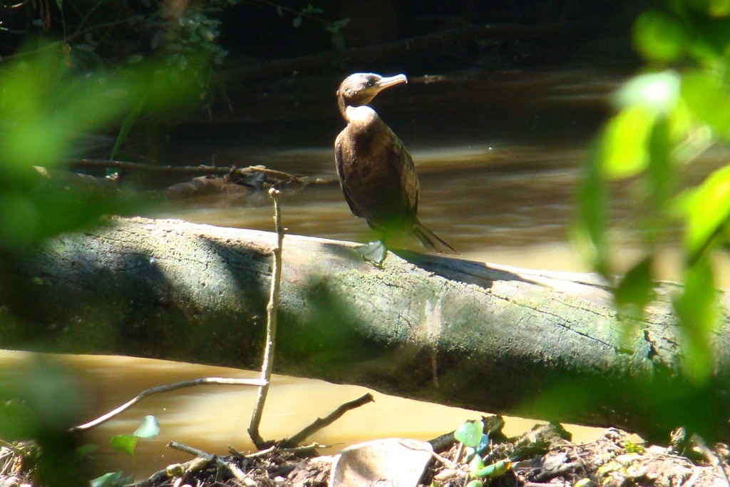 Neotropic Cormorant - ML63296451