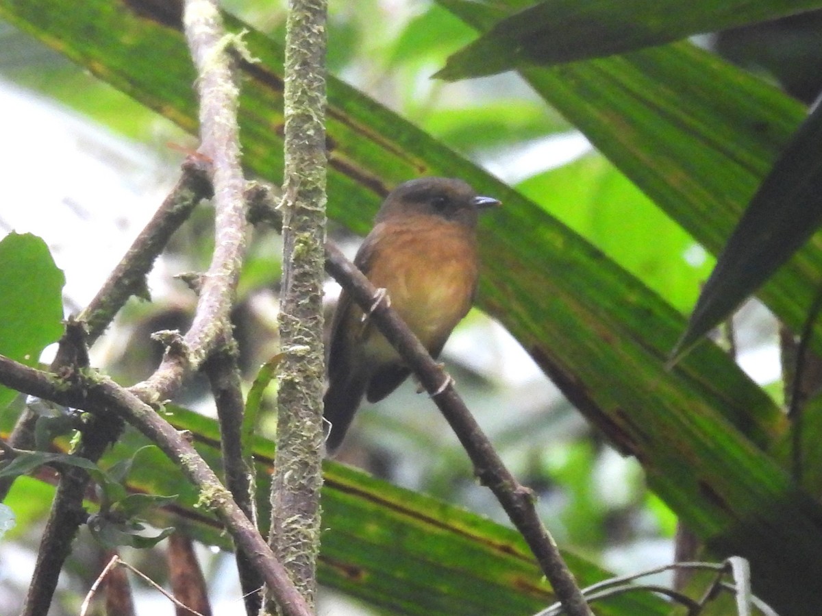 Bronze-olive Pygmy-Tyrant - ML632964730
