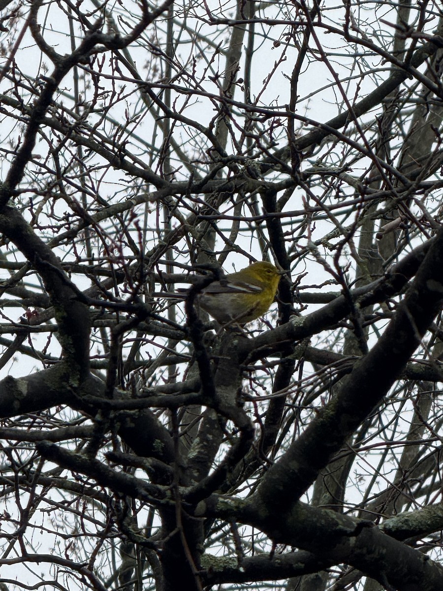 Pine Warbler - ML632964731