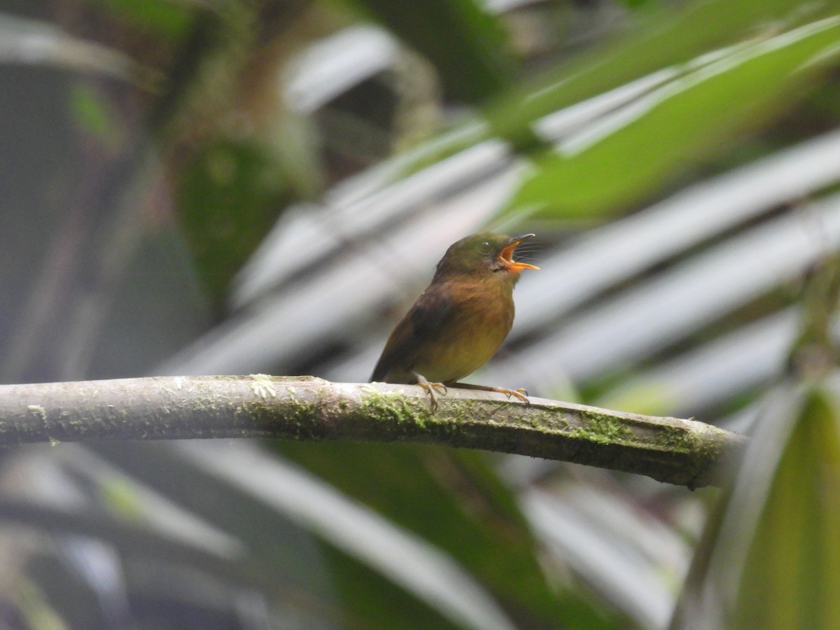Bronze-olive Pygmy-Tyrant - ML632964784