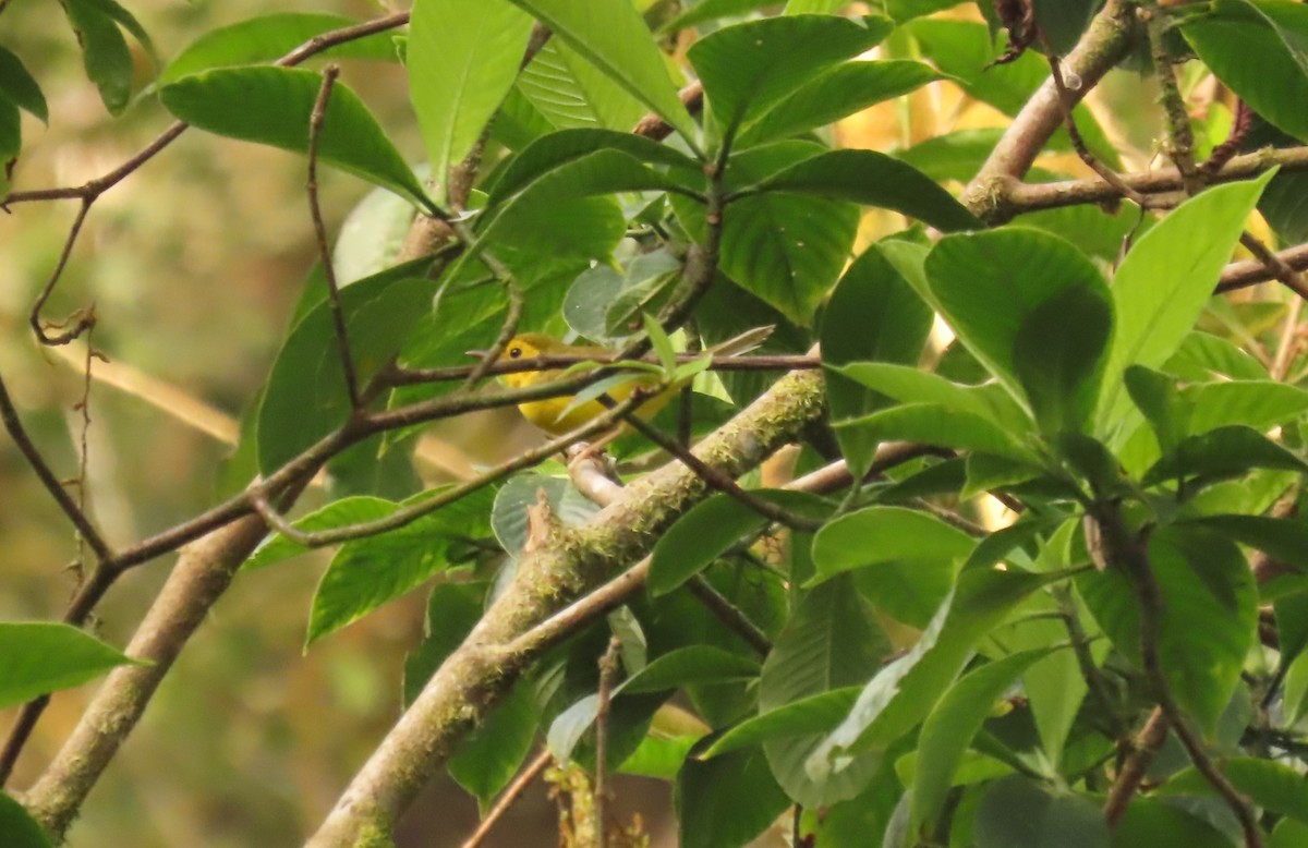 Hooded Warbler - ML632964825