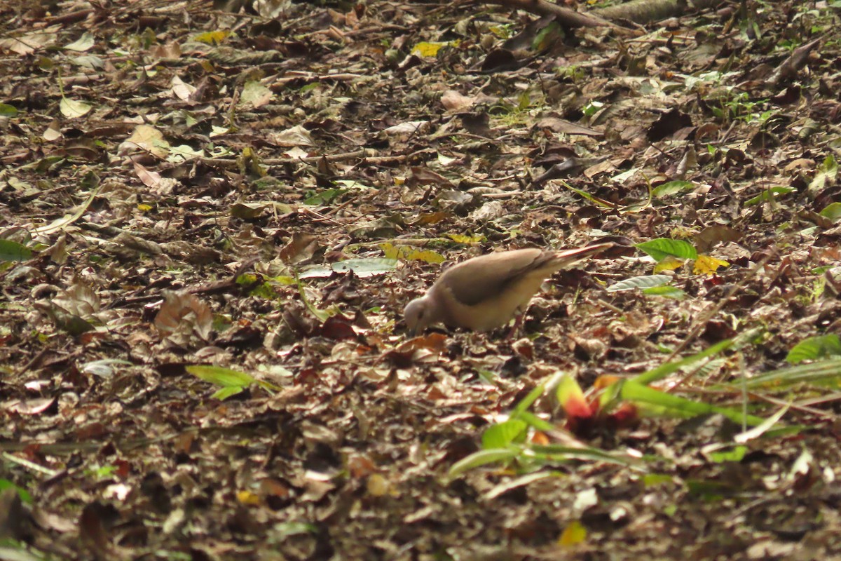 White-tipped Dove - ML632964844