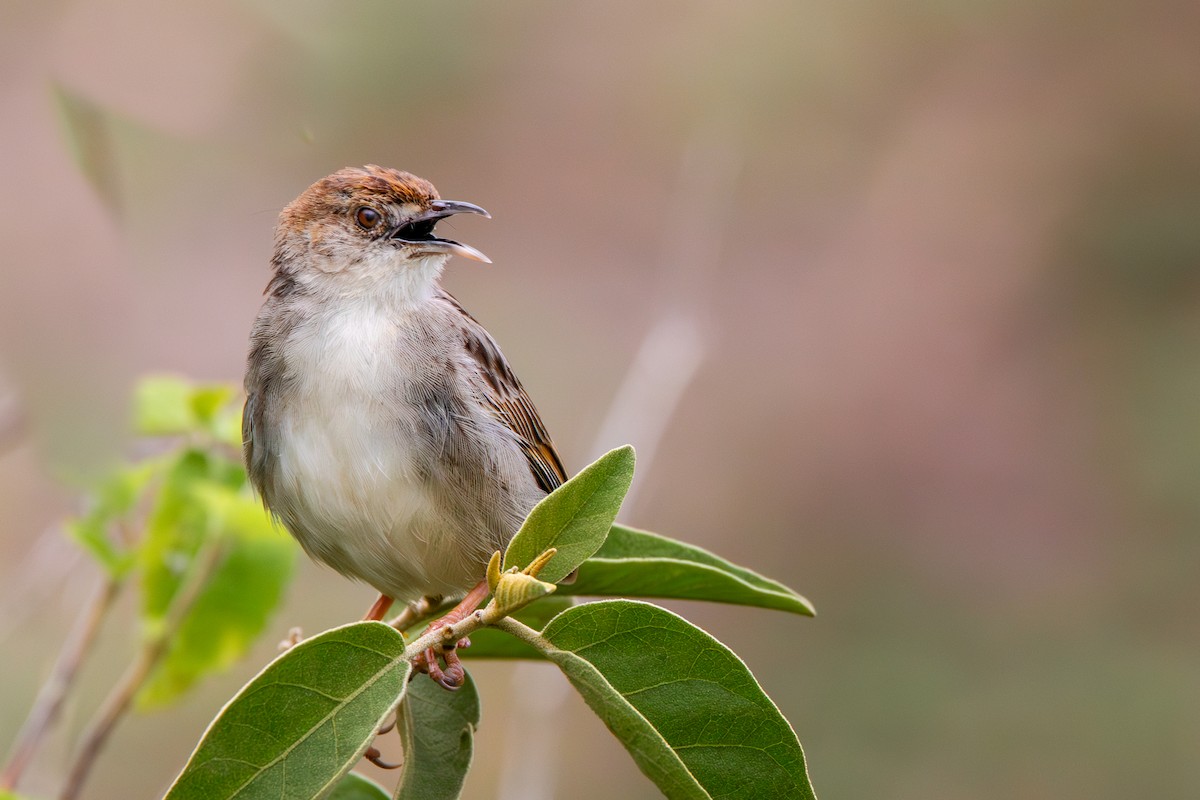 Rattling Cisticola - ML632964858