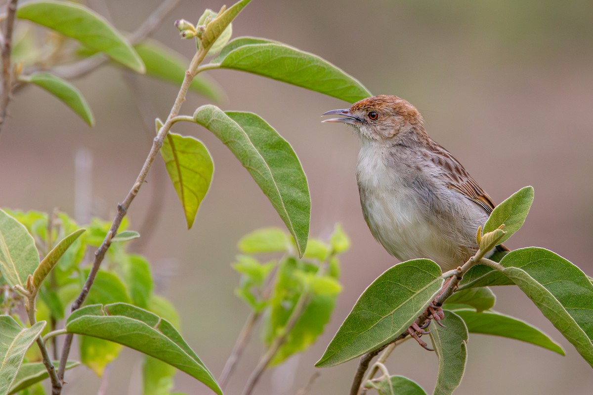 Rattling Cisticola - ML632964859