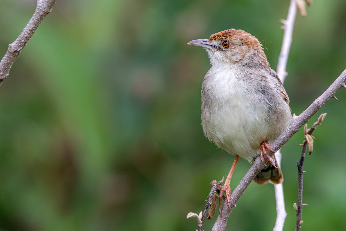Rattling Cisticola - ML632964860