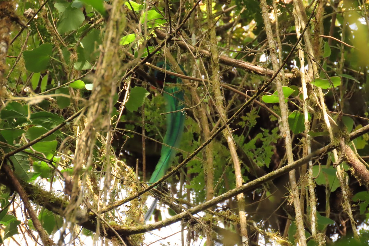 Resplendent Quetzal - ML632964866