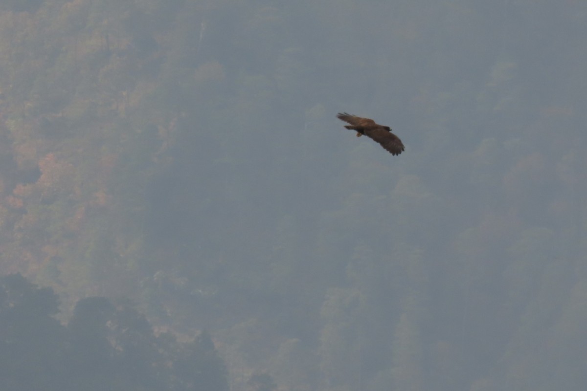 Short-tailed Hawk - ML632964895