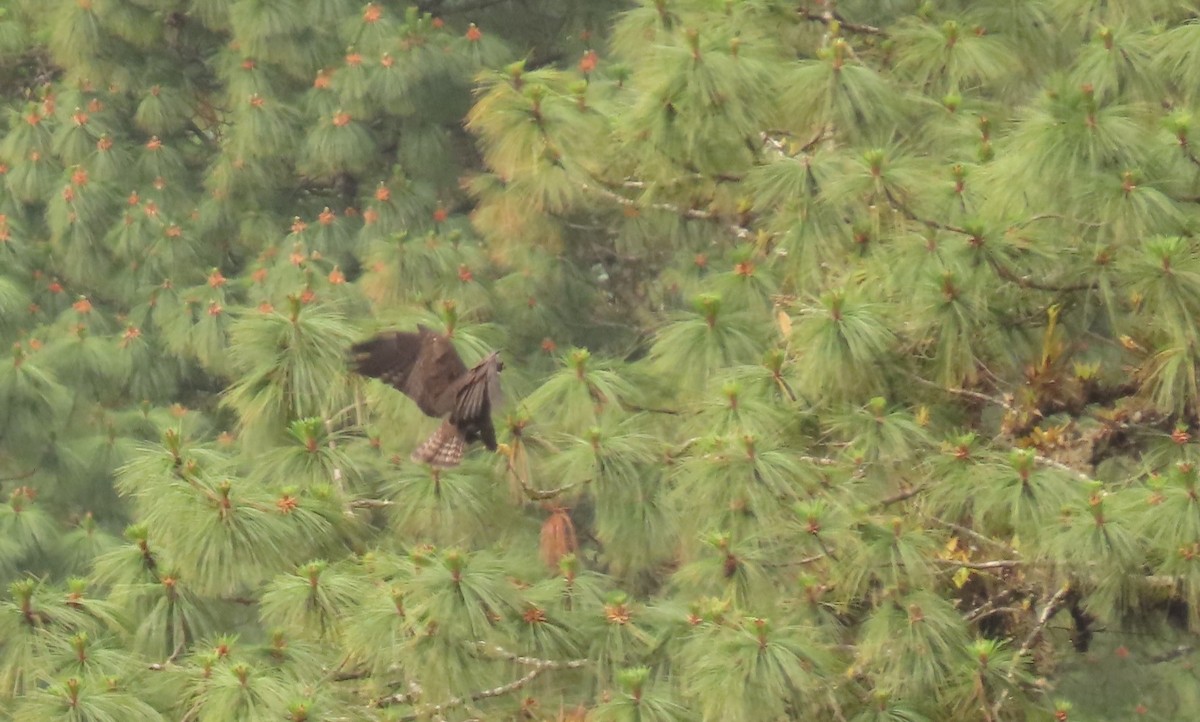 Short-tailed Hawk - ML632964896