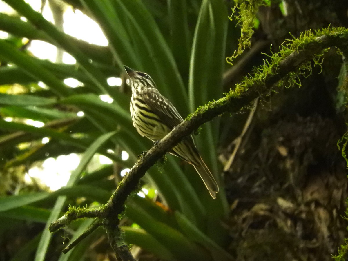 Streaked Flycatcher - ML632964898