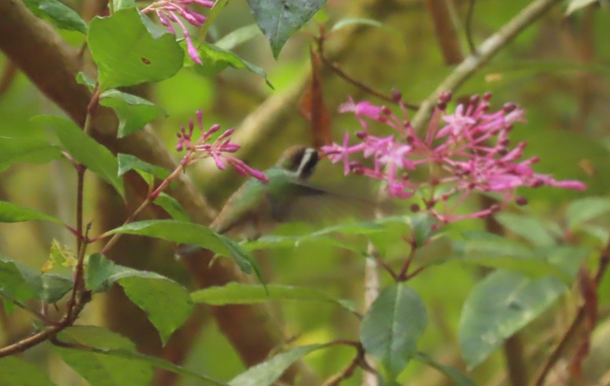 White-eared Hummingbird - ML632964978