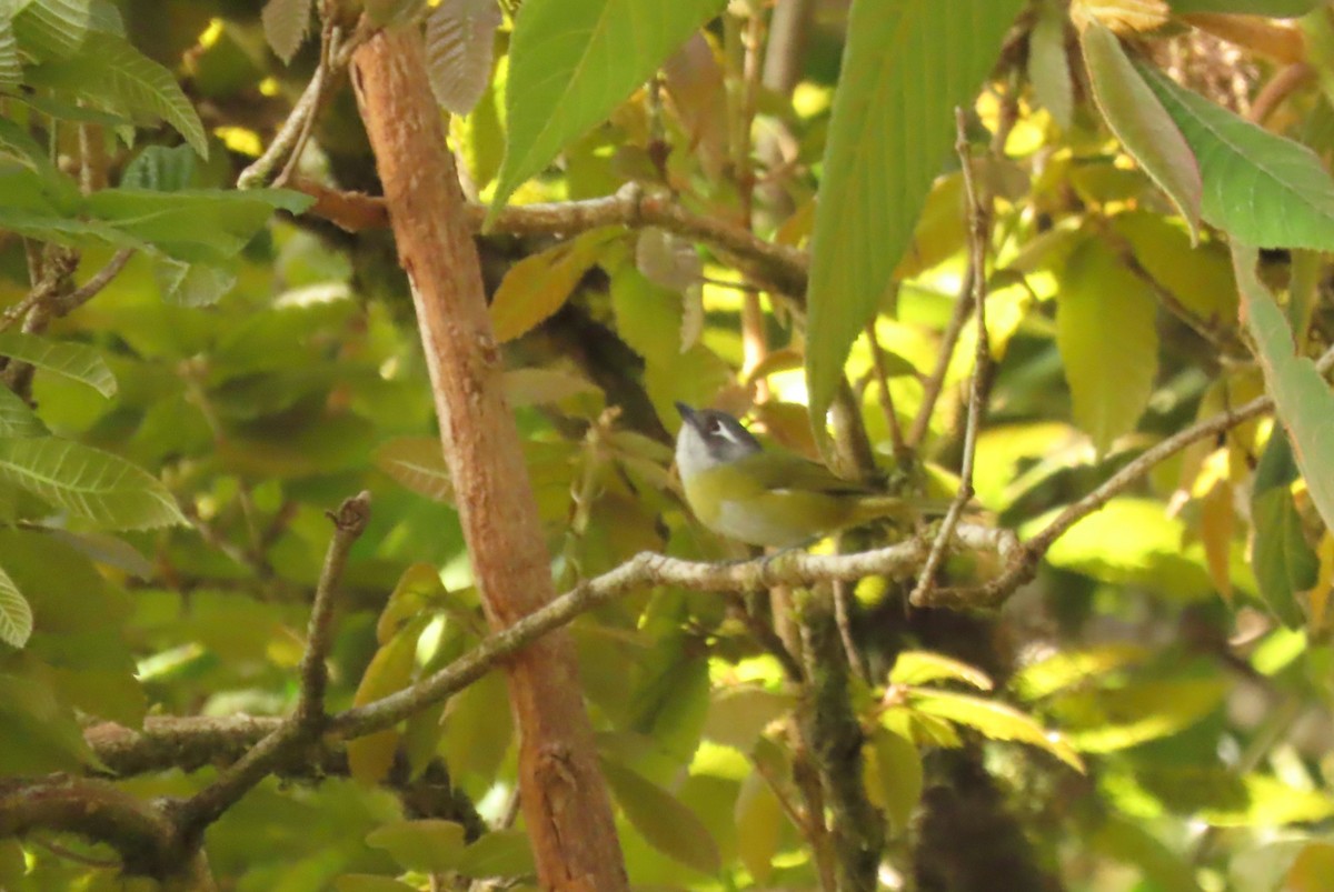 Common Chlorospingus - ML632965028