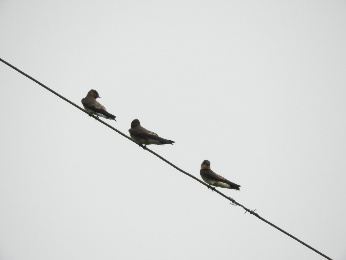 Blue-and-white Swallow - ML632965031