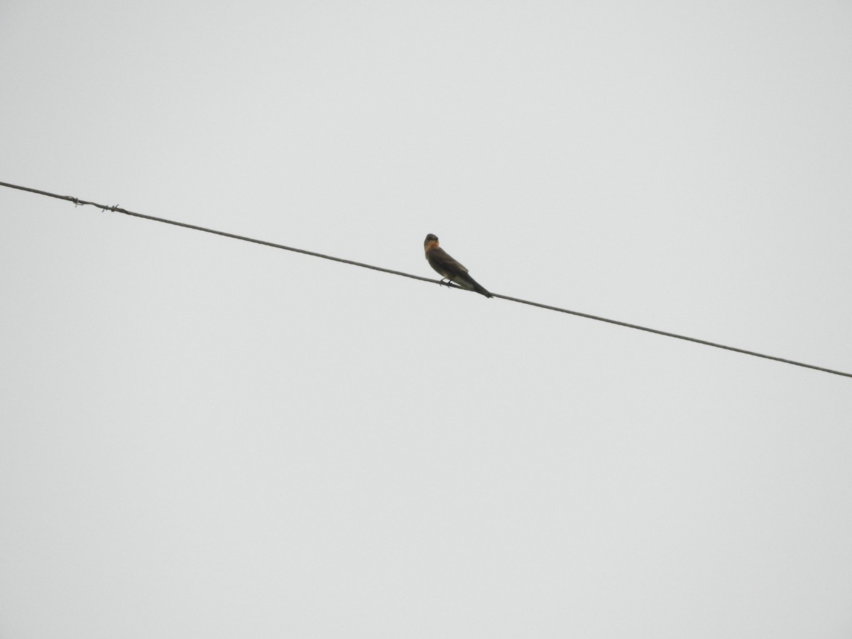Blue-and-white Swallow - ML632965032