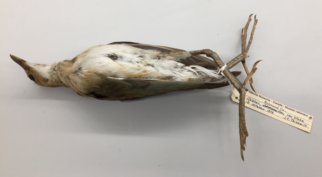 slípka žlutonohá - ML632965035