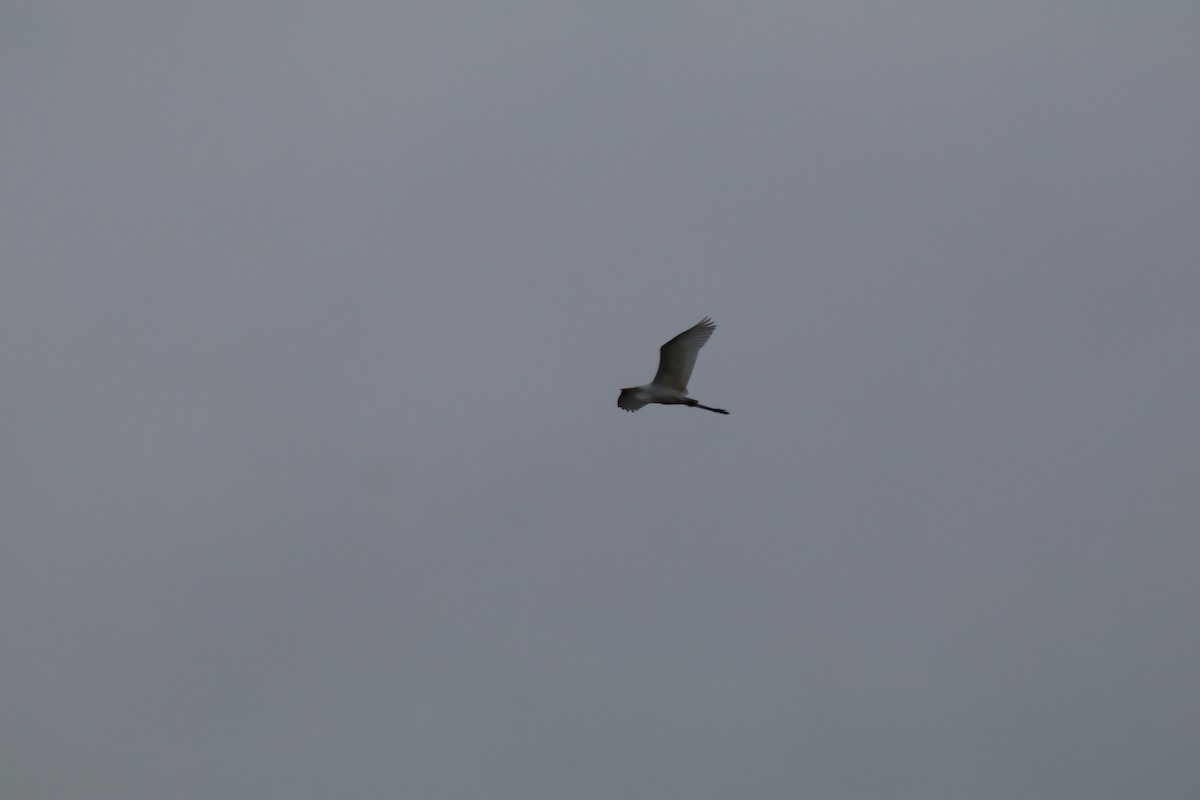 Great Egret (alba) - ML632965101