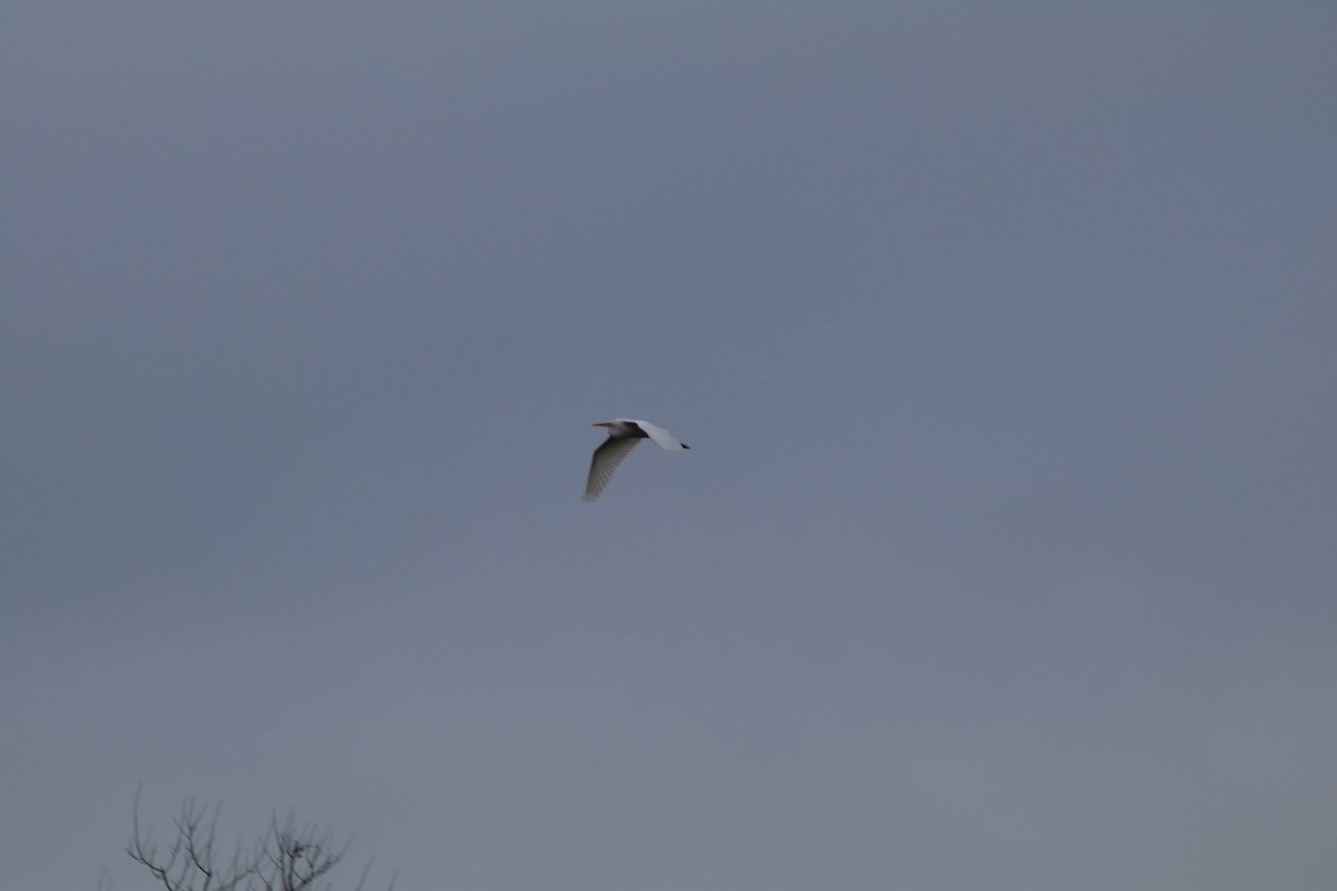 Great Egret (alba) - ML632965102