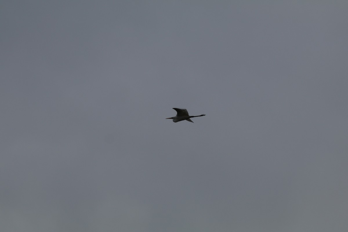 Great Egret (alba) - ML632965103