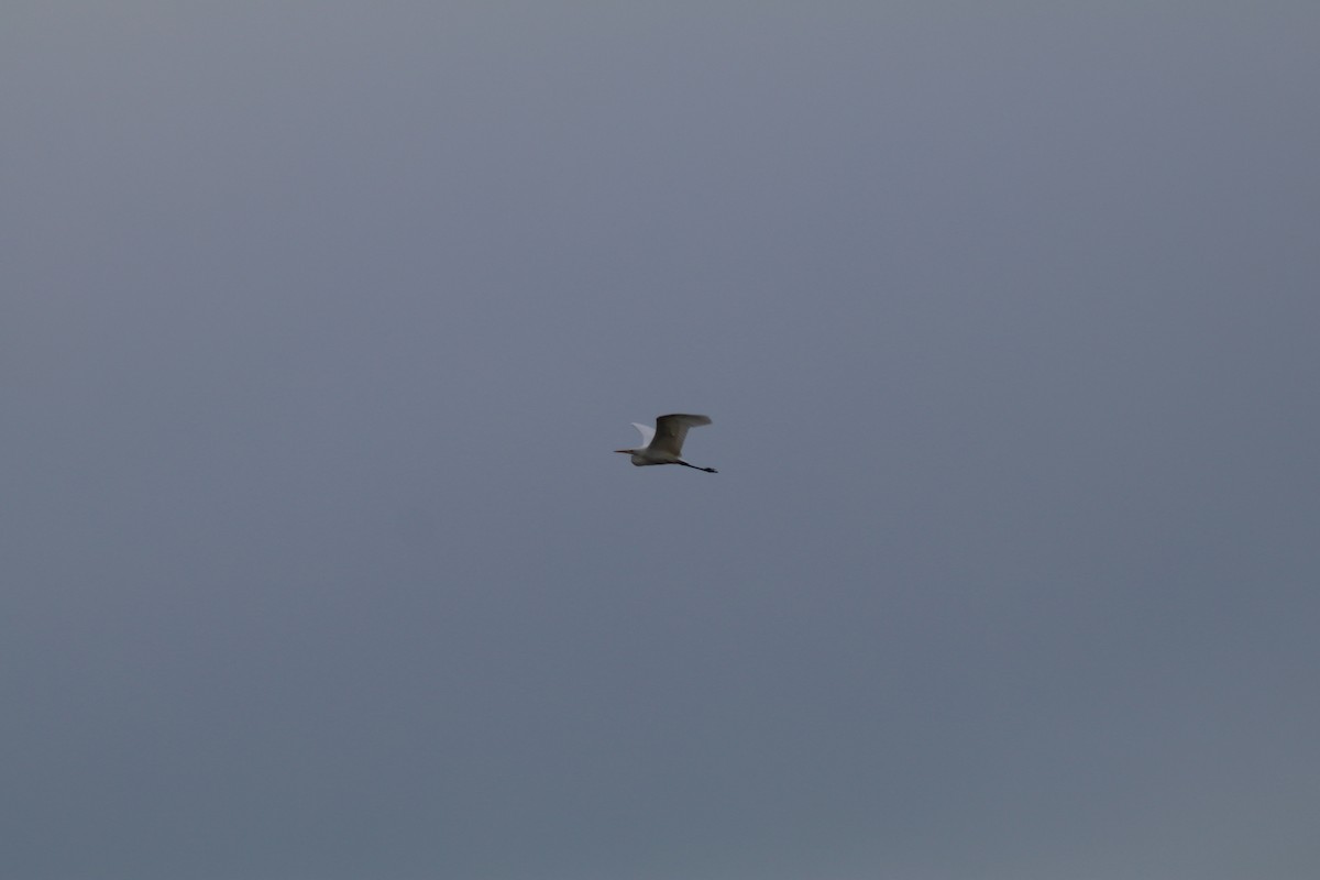 Great Egret (alba) - ML632965104