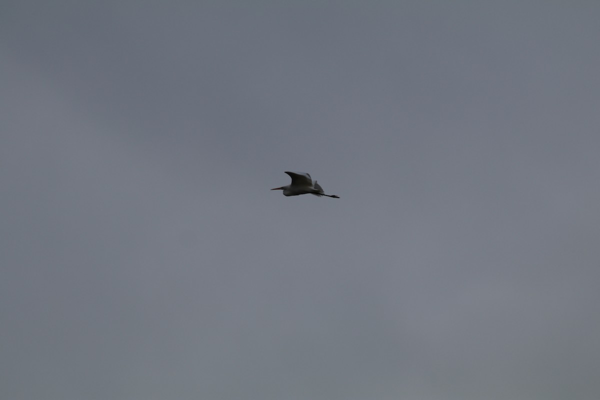 Great Egret (alba) - ML632965105